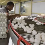 República Dominicana lidera la producción y exportación de huevos