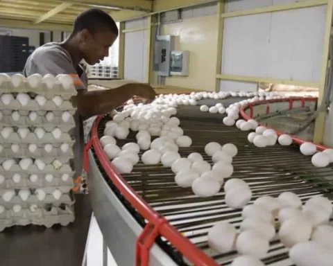 República Dominicana lidera la producción y exportación de huevos