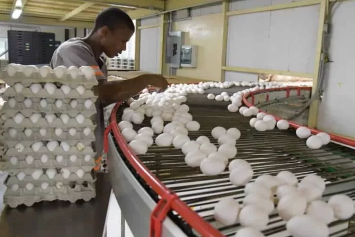 República Dominicana lidera la producción y exportación de huevos