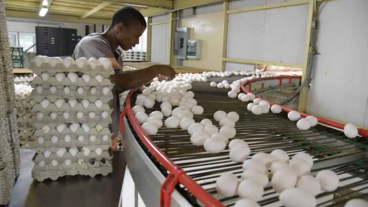 República Dominicana lidera la producción y exportación de huevos