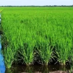 precio del arroz República Dominicana FENARROZ ADOFA
