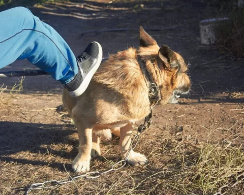 maltrato animal en Bonao