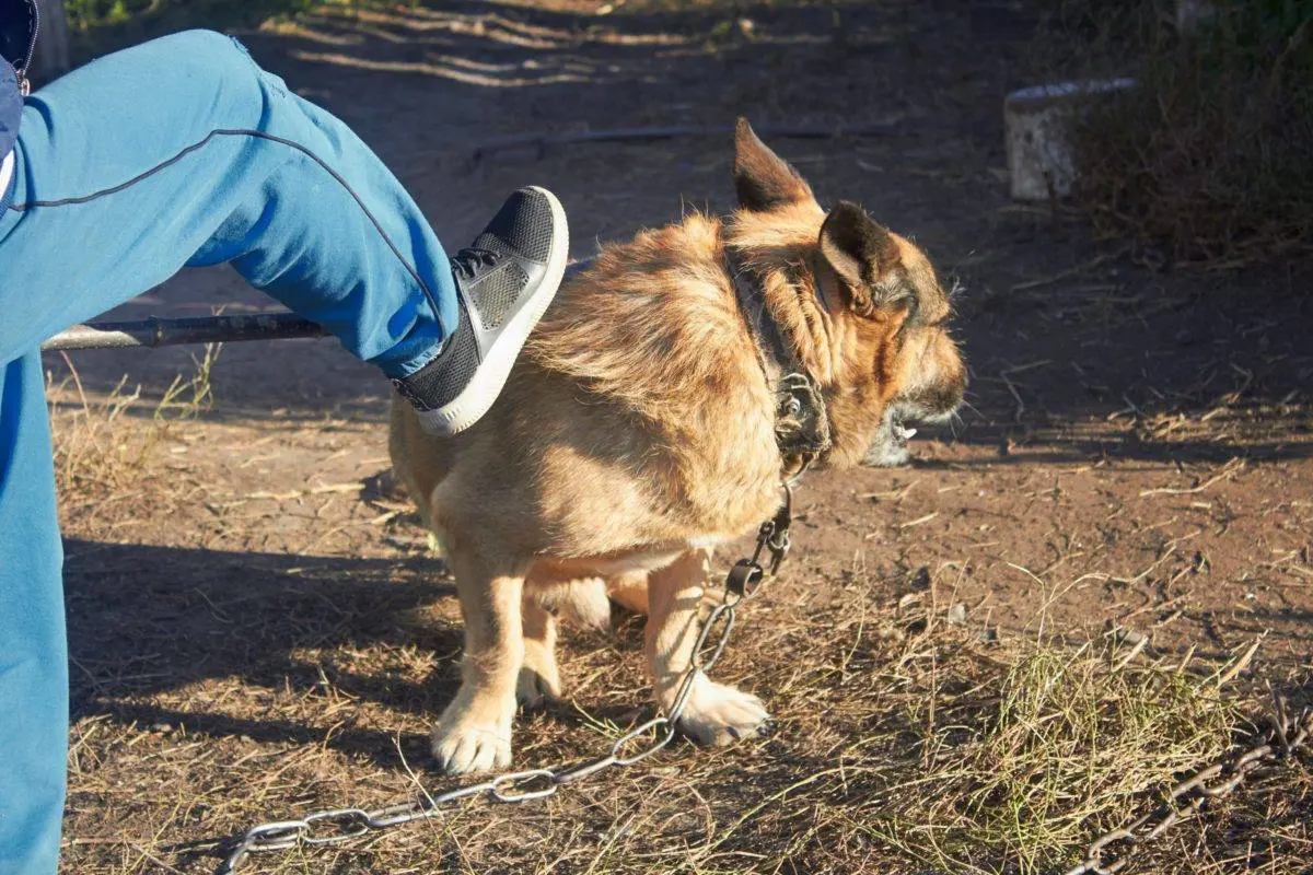 maltrato animal en Bonao
